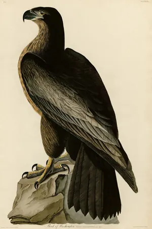 Audubon's Bird of Washington, a plate from The Birds of America