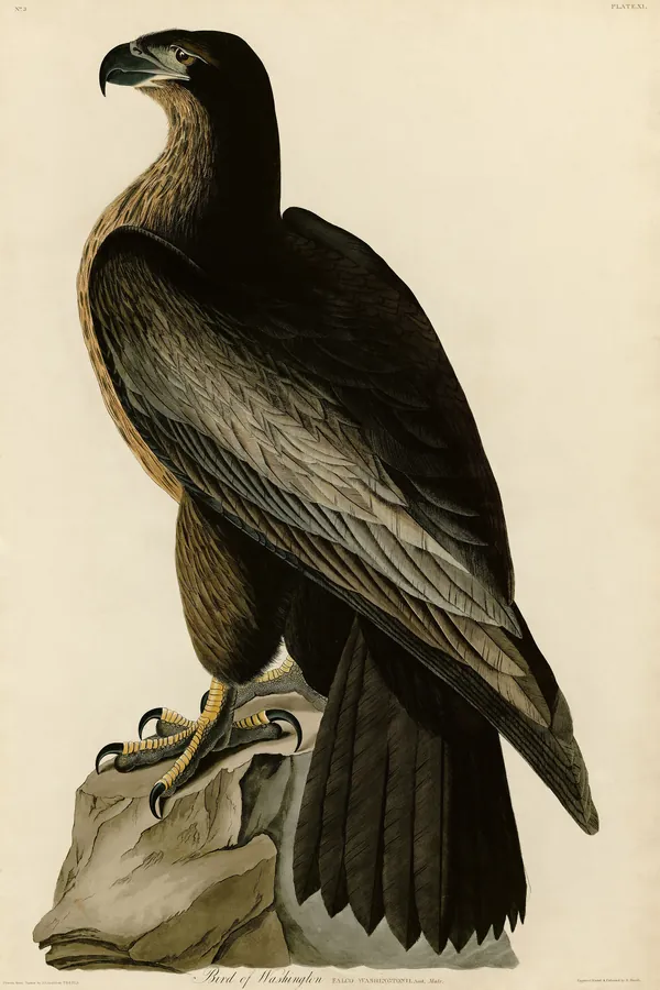 Audubon's Bird of Washington, a plate from The Birds of America